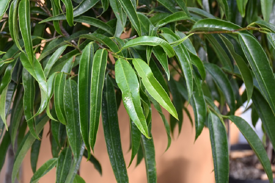 Ficus Alii