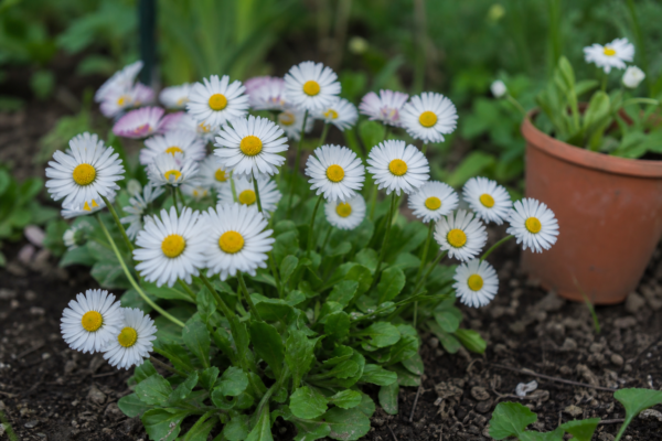 Bănuței (Bellis perennis) – de la plantare la întreținerea de zi cu zi