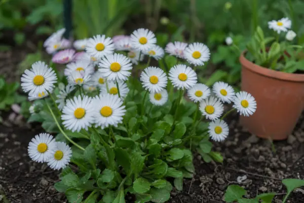 Bănuței (Bellis perennis) – de la plantare la întreținerea de zi cu zi