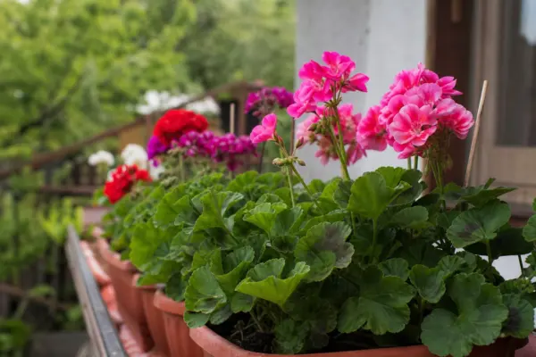 Mușcata (Pelargonium zonale) – plantare, udare și întreținere