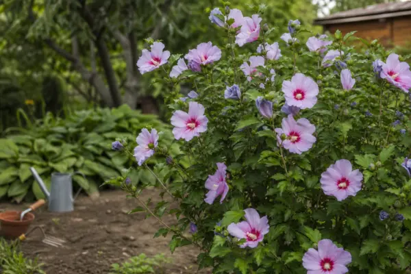 Hibiscus de grădină (Hibiscus syriacus) – sfaturi pentru plantare, creștere și întreținere