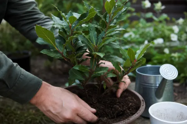 Dafin (Laurus nobilis) – sfaturi pentru plantare, creștere și întreținere