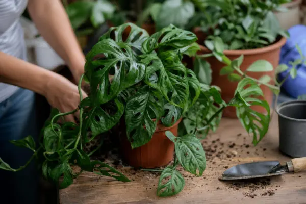 Monstera adansonii – ghid practic de plantare și îngrijire
