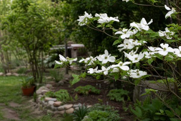 Sânger alb (Cornus alba) – plantare și îngrijire pas cu pas