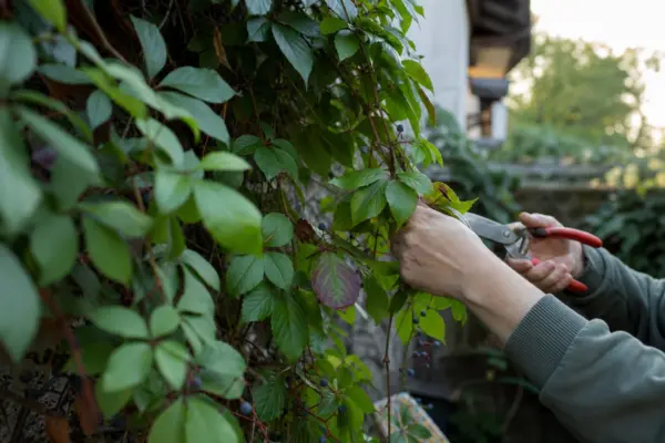Viță de Canada (Parthenocissus quinquefolia) – plantare și îngrijire pas cu pas