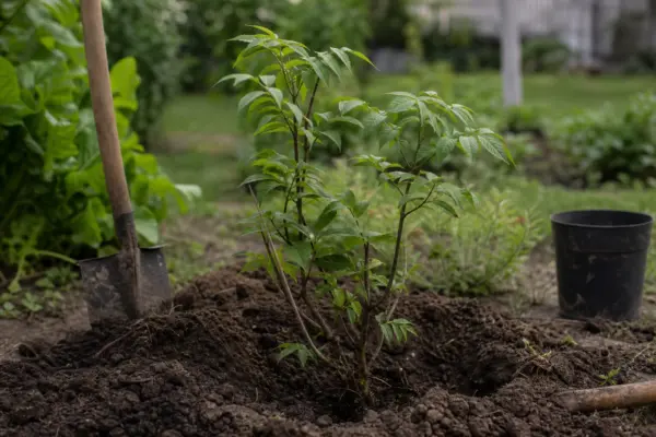 Soc (Sambucus nigra) – ghid practic de plantare și îngrijire