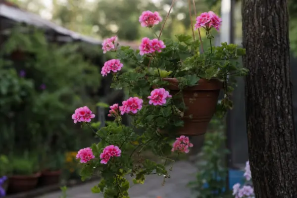 Mușcata curgătoare (Pelargonium peltatum) – condiții de creștere, plantare și îngrijire