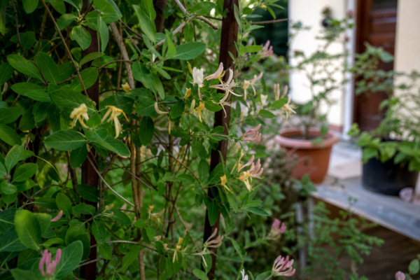 Caprifoi (Lonicera japonica) – sfaturi de plantare și îngrijire