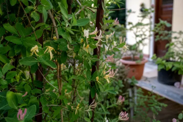 Caprifoi (Lonicera japonica) – sfaturi de plantare și îngrijire