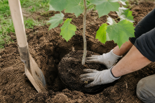 Platanul (Platanus acerifolia): plantare și întreținere