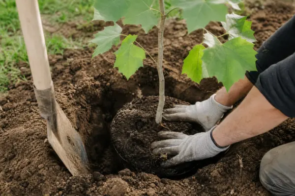 Platanul (Platanus acerifolia): plantare și întreținere