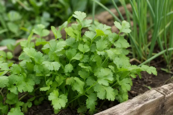 Coriandru (Coriandrum sativum) – sfaturi de plantare și îngrijire