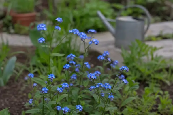 Nu-mă-uita (Myosotis sylvatica) – ghid complet de cultivare și îngrijire