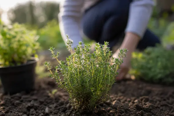 Cimbrișor (Thymus vulgaris) – sfaturi de plantare și îngrijire