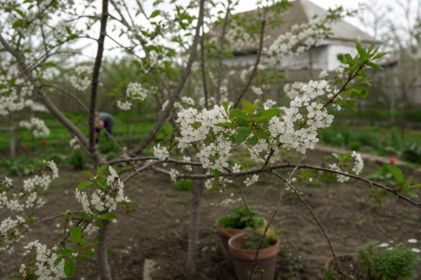 Vișin (Prunus cerasus) – condiții de creștere, plantare și îngrijire