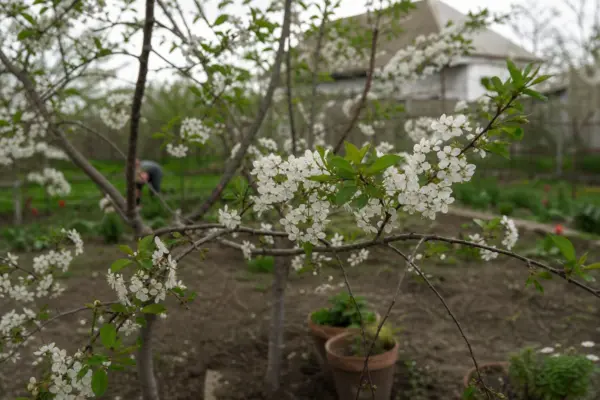 Vișin (Prunus cerasus) – condiții de creștere, plantare și îngrijire
