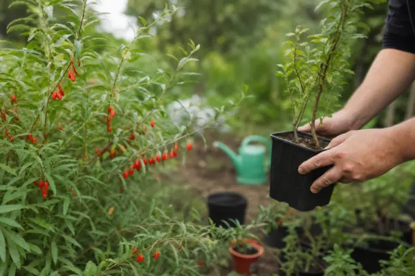 Goji (Lycium barbarum) – tot ce trebuie să știi despre plantare și îngrijire