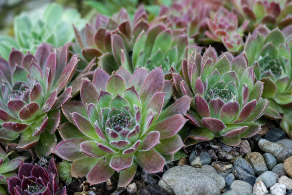 Sempervivum sau urechelnița (Sempervivum tectorum): plantare și îngrijire