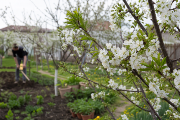 Cireș (Prunus avium) – tot ce trebuie să știi despre plantare și îngrijire