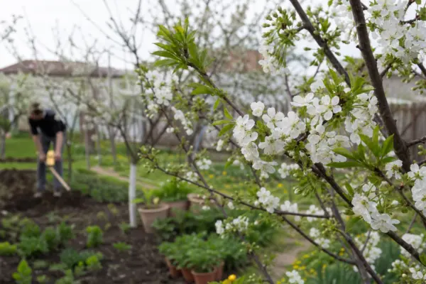 Cireș (Prunus avium) – tot ce trebuie să știi despre plantare și îngrijire