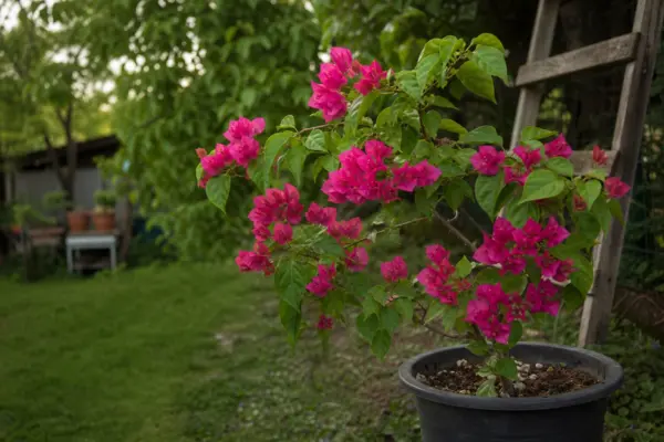 Bougainvillea (Bougainvillea glabra) – de la plantare la întreținerea de zi cu zi