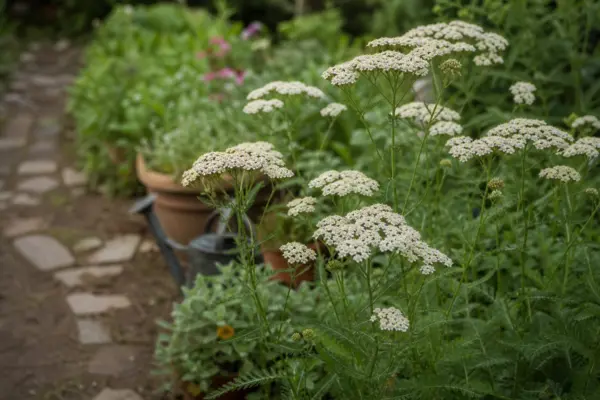 Coada șoricelului (Achillea millefolium) – ghid practic de plantare și îngrijire