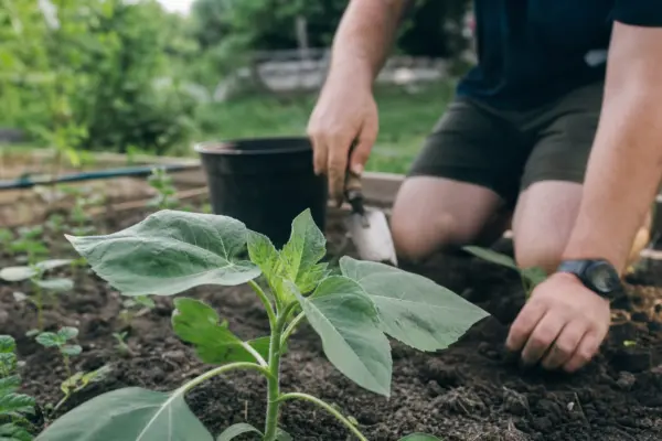 Floarea-soarelui (Helianthus annuus) – de la plantare la întreținerea de zi cu zi