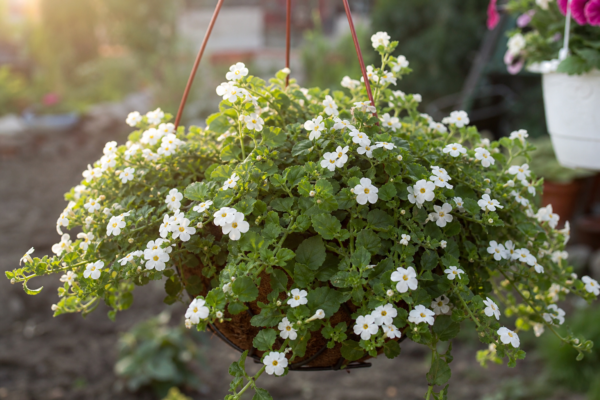 Bacopa (Sutera cordata) – plantare, îngrijire și greșeli de evitat