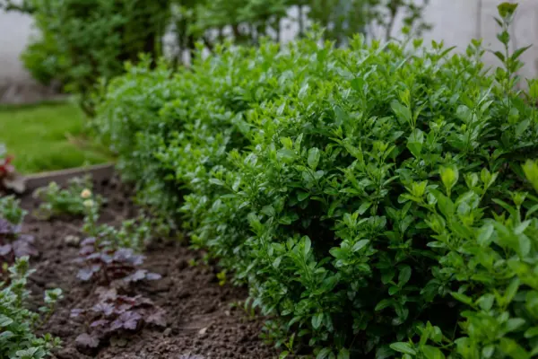Lemn câinesc (Ligustrum ovalifolium) – ghid complet de cultivare și îngrijire