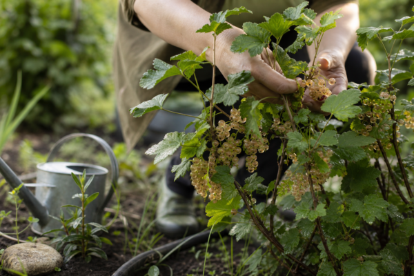 Coacăz alb (Ribes rubrum) – ghid practic de plantare și îngrijire