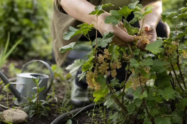 Coacăz alb (Ribes rubrum) – ghid practic de plantare și îngrijire
