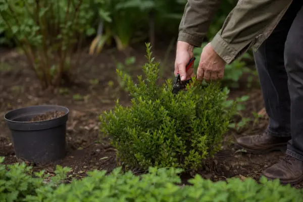 Cimișir (Buxus sempervirens) – plantare și îngrijire pas cu pas