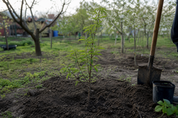 Piersic (Prunus persica) – sfaturi de plantare și îngrijire