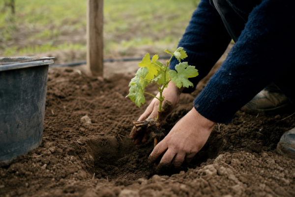 Viță de vie (Vitis vinifera) – plantare, îngrijire și greșeli de evitat