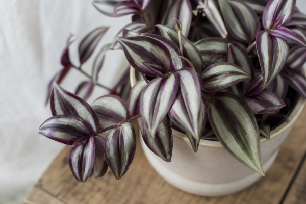 Tradescantia (Tradescantia zebrina): ghid practic de plantare și îngrijire