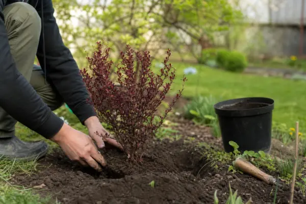 Dracila (Berberis thunbergii) – ghid practic de plantare și îngrijire