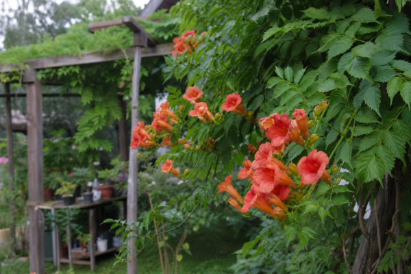 Trâmbița (Campsis radicans): ce condiții cere și cum o îngrijești