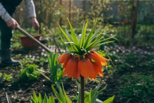 Coroana imperială (Fritillaria imperialis) – tot ce trebuie să știi despre plantare și îngrijire