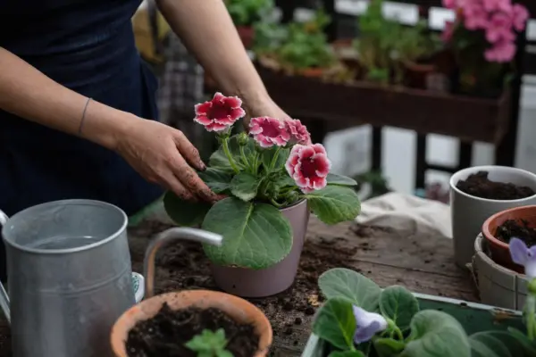Gloxinia (Sinningia speciosa) – sfaturi pentru plantare, creștere și întreținere