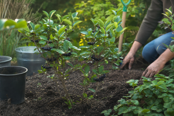 Scoruș negru (Aronia melanocarpa) – ghid practic de plantare și îngrijire