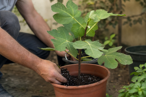 Smochin (Ficus carica) – ghid practic de plantare și îngrijire