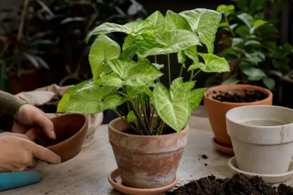 Syngonium (Syngonium podophyllum) – plantare, udare și întreținere