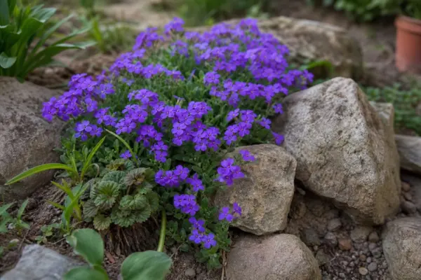 Aubrieta (Aubrieta deltoidea) – sfaturi de plantare și îngrijire