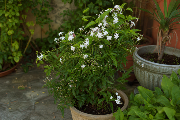 Iasomie (Jasminum officinale): ce condiții cere și cum o îngrijești