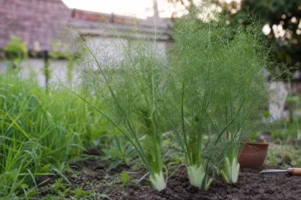 Fenicul (Foeniculum vulgare) – ghid practic de plantare și îngrijire
