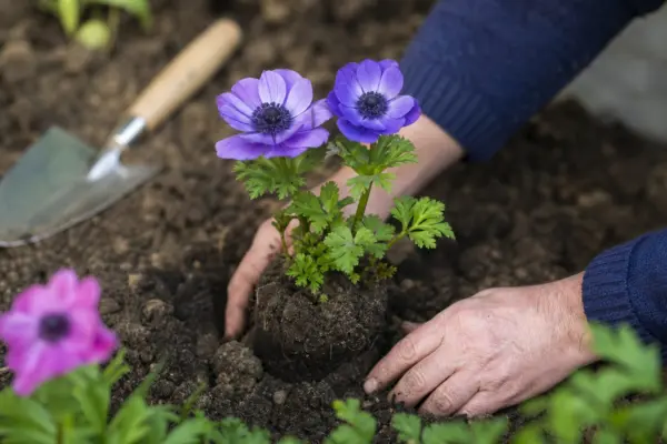 Anemona (Anemone coronaria): ghid de plantare și îngrijire