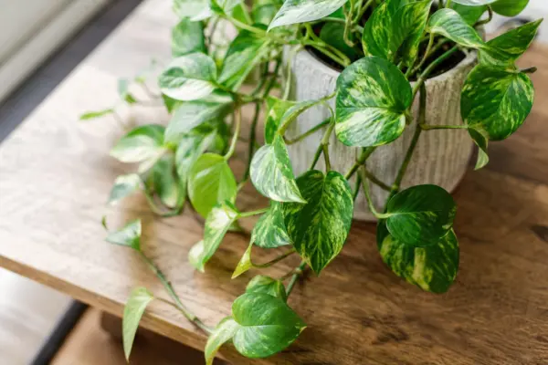 Pothos (Epipremnum aureum): cum se îngrijește corect, de la plantare la întreținere
