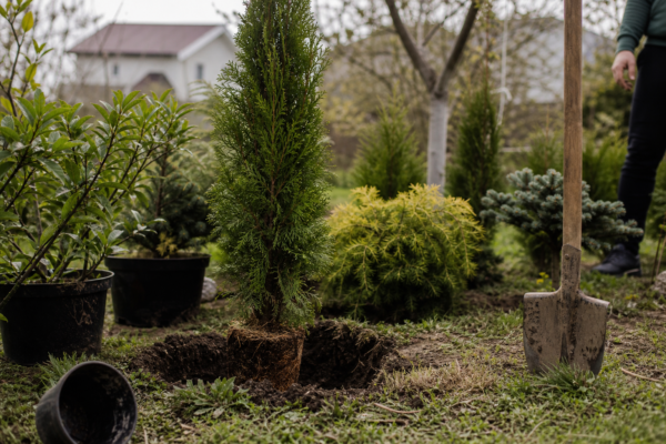 Chiparos (Cupressus sempervirens): cum se plantează și cum se îngrijește corect