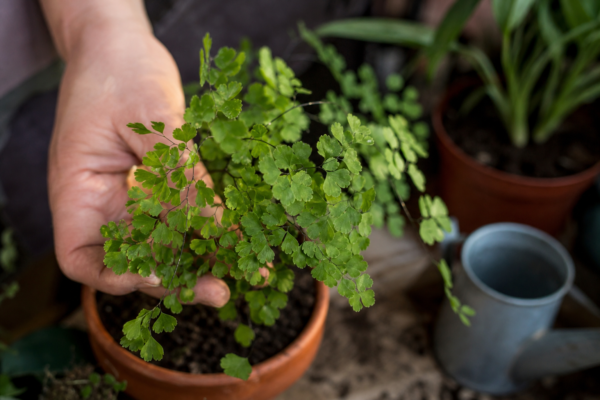 Părul Venerei (Adiantum raddianum) – plantare, îngrijire și greșeli de evitat