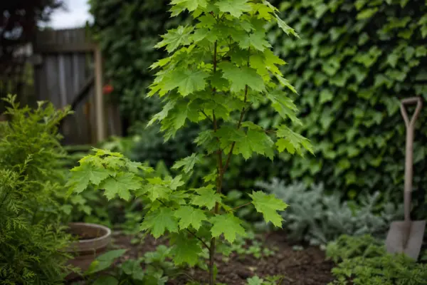 Paltin de câmp (Acer platanoides) – condiții de creștere, plantare și îngrijire